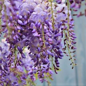 Glyzinie (Wisteria sinensis)