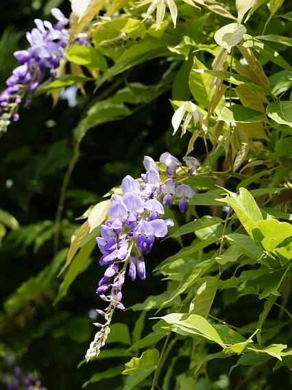 Glyzinie (Wisteria sinensis)