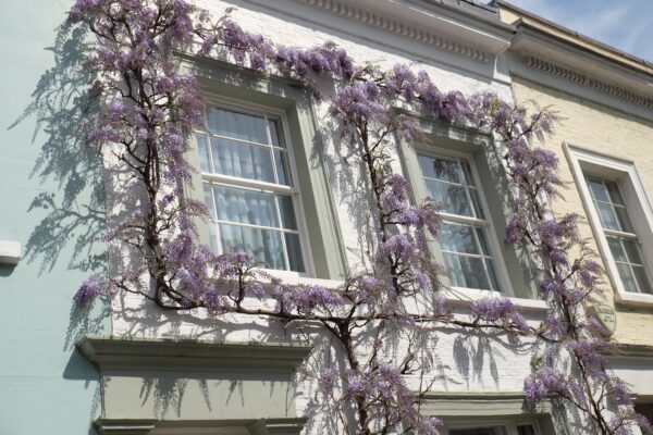 Glyzinie (Wisteria sinensis) - Image 3