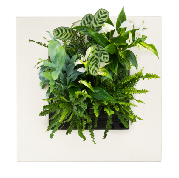 LiPi. Go Bamboo natur