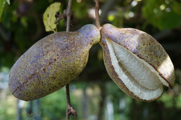 Akebie (Quinata Alba)