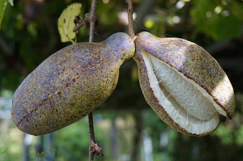 Akebie (Akebia quinata)