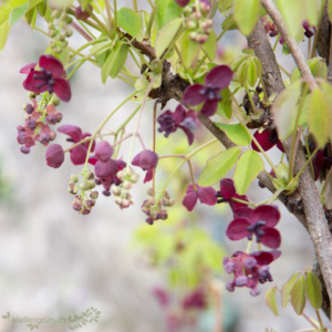 Akebie (Akebia quinata)
