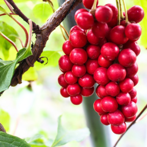 Chinabeere (Schisandra chinensis)
