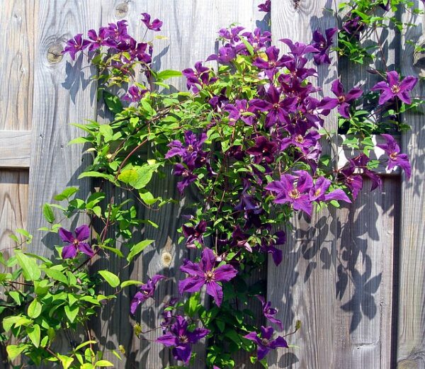 Waldrebe (Clematis Etoile Violette) - Image 2