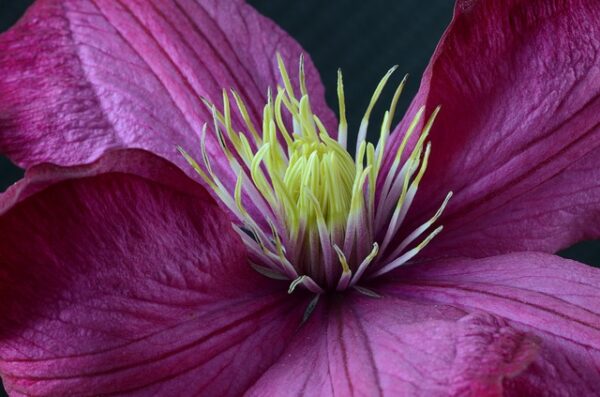 Waldrebe (Clematis Etoile Violette) - Image 3