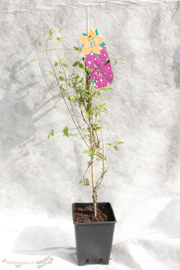 Waldrebe (Clematis Etoile Violette) - Image 4