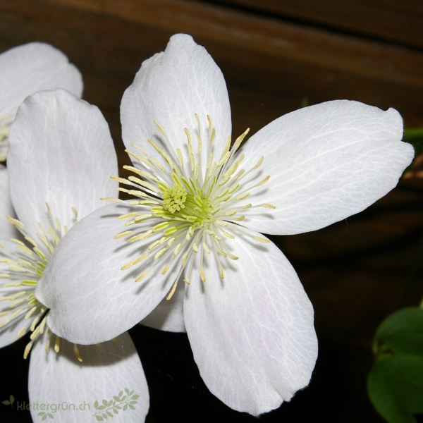 Clematis (montana grandiflora)