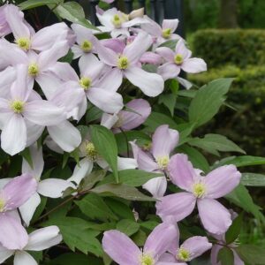 Clematis (montana var rubens)