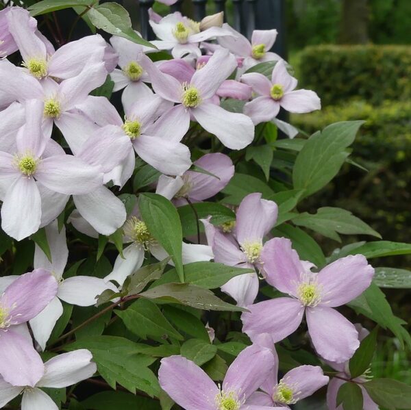Clematis (montana var rubens)
