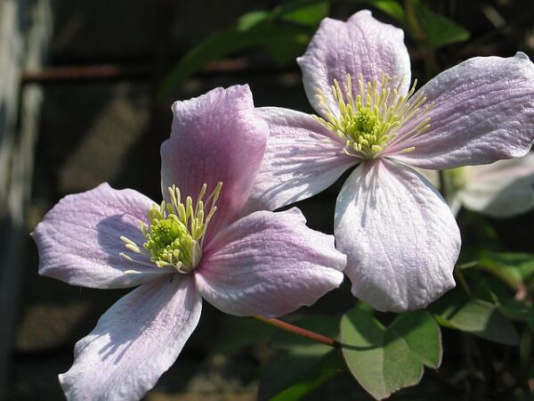 Clematis (montana var rubens) - Image 2