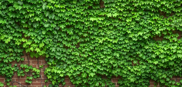 Dreispitzige Jungfernrebe (Parthenocissus tricuspidata)