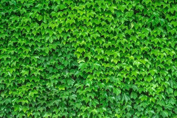 Dreispitzige Jungfernrebe (Parthenocissus tricuspidata) - Image 3