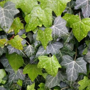 Efeu (Hedera helix)