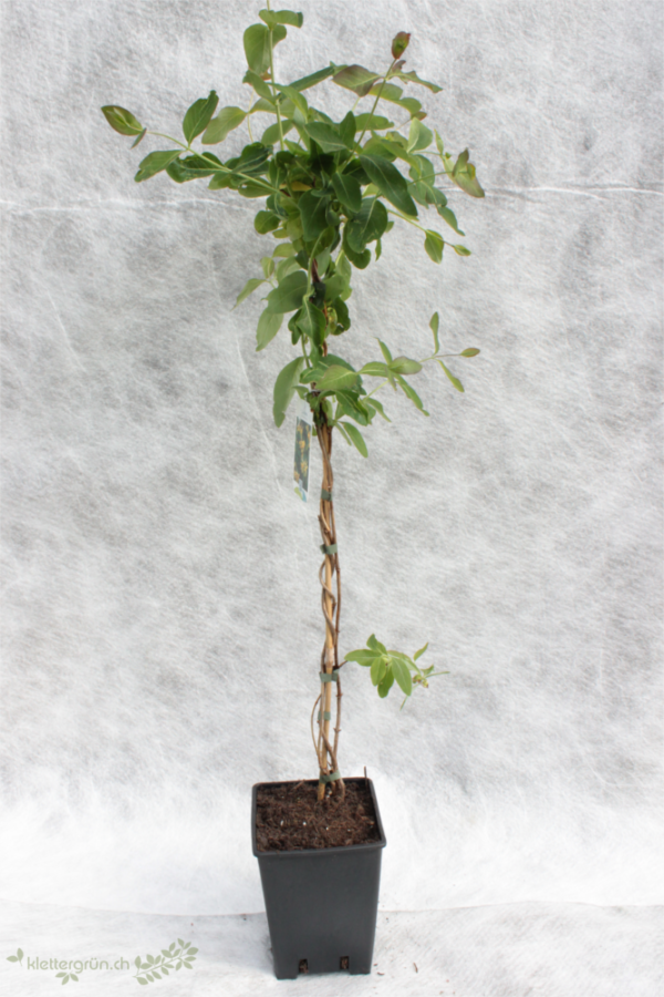 Gold-Geissblatt (Lonicera x tellmanniana) - Image 2