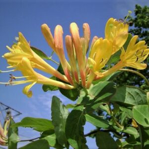 Gold-Geissblatt (Lonicera x tellmanniana)