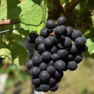 Weinrebe rot Muscat-New York
