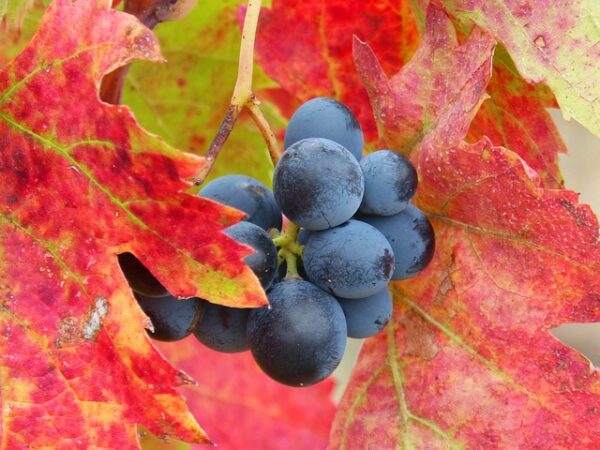 Weinrebe rot Muscat-New York - Image 2