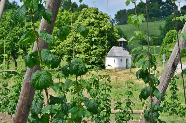 Hopfen (Humulus lupulus) - Image 3