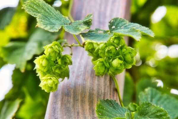 Hopfen (Humulus lupulus) - Image 2