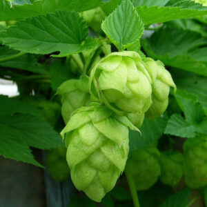 Hopfen (Humulus lupulus)