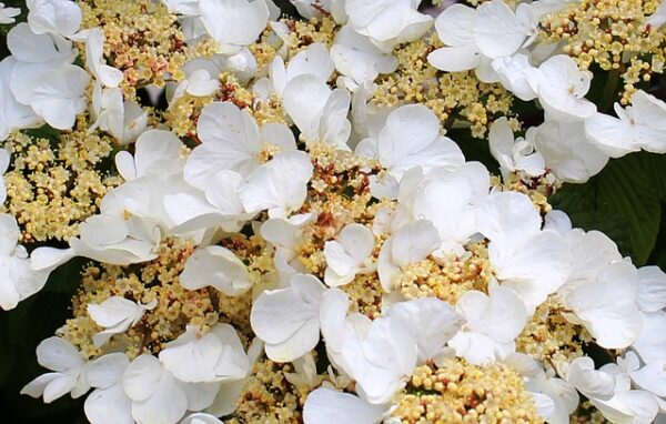 Kletterhortensie (Hydrangea anomala sub. Petiolaris) - Image 2
