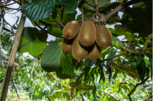Kiwi Actinidia Solissimo