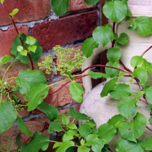 Grüne Blätter der Kletterhortensie an einer Mauer