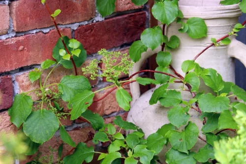 Grüne Blätter der Kletterhortensie an einer Mauer