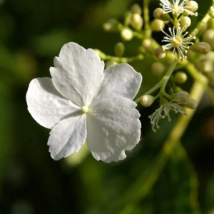 Weisse Blüte der Kletterhortensie