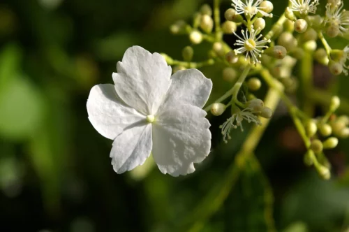 Weisse Blüte der Kletterhortensie