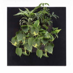 LiPi. Go Bamboo Schwarz
