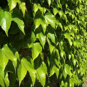 Dreispitzige Jungfernrebe (Parthenocissus tricuspidata)