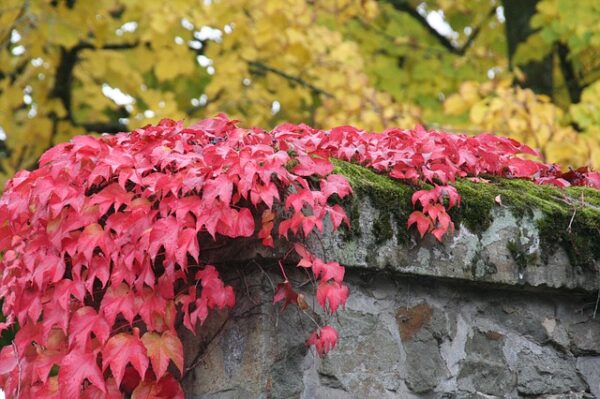 Dreispitzige Jungfernrebe (Parthenocissus tricuspidata) - Image 4