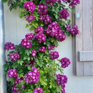 Blühende Ramblerrose Pernial Blue