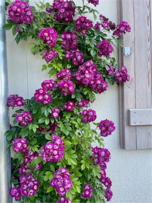 Blühende Ramblerrose Pernial Blue