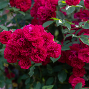 Ramblerrose Chevy Chase