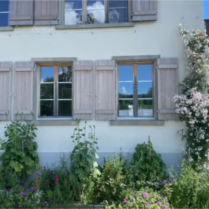 Ramblerrose pauls Himalayan Musk an einer Fassade mit Blüten