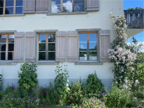 Ramblerrose pauls Himalayan Musk an einer Fassade mit Blüten
