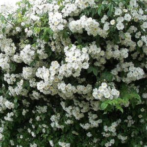 Ramblerrose Bobby James