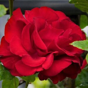 Kletterrose Sympathie
