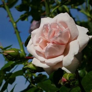Kletterrose New Dawn