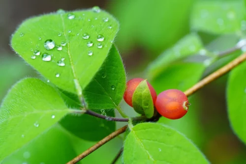 Schisandra Chinabeere, Blatt mit Beere