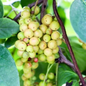 Schisandra, Chinabeere, grüne Blätter, mit unreifen Beeren