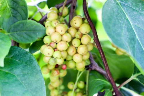 Schisandra, Chinabeere, grüne Blätter, mit unreifen Beeren