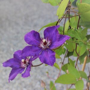 Waldrebe (Clematis The President)