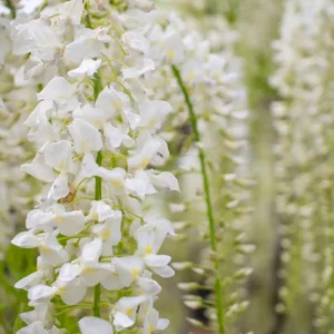 Wisteria Alba, Glyzine Blüte, Weiss
