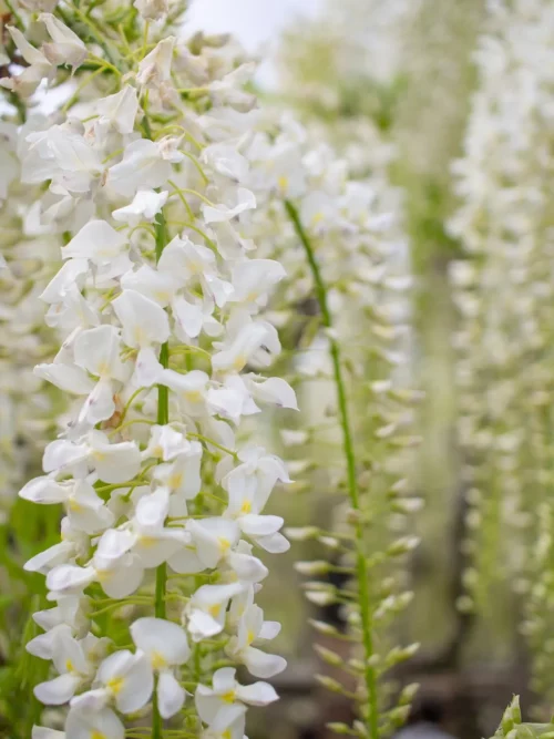 Wisteria Alba, Glyzine Blüte, Weiss