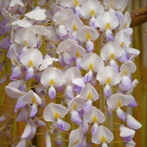 Glyzinie, Japanischer Blauregen (Wisteria floribunda Alba)