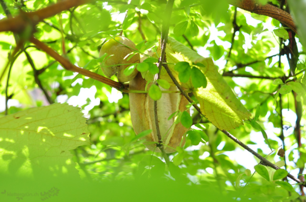Akebie (Quinata Alba) - Image 2